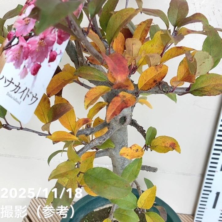ハナカイドウ 6号｜花木04-PA | 花木・庭木 | 赤塚植物園オンライン 花