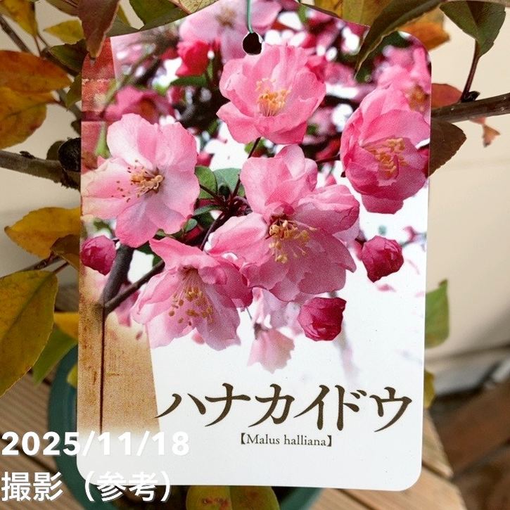 ハナカイドウ 6号｜花木04-PA | 花木・庭木 | 赤塚植物園オンライン 花