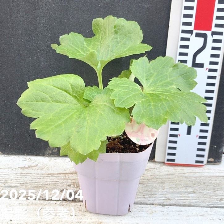 ラナンキュラス ラックスシリーズ 3.5~4号 ヘレン|草花04-PA