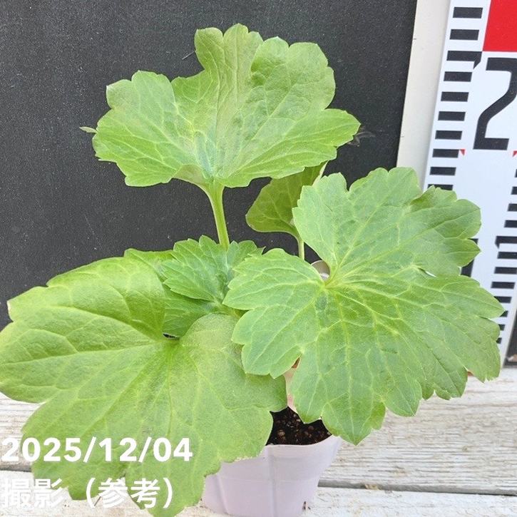 ラナンキュラス ラックスシリーズ 3.5~4号 ヘレン|草花04-PA