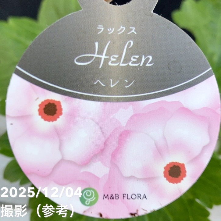 ラナンキュラス ラックスシリーズ 3.5～4号 ヘレン｜草花04-PA | 草花