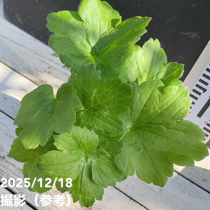 ラナンキュラス ラックスシリーズ 3.5~4号 ヘレン|草花04-PA