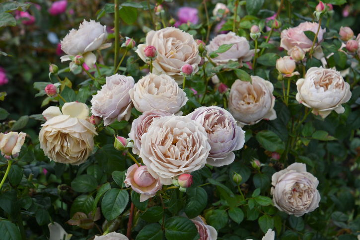 バラ大苗 ルクソール 7号 ロサ・オリエンティスプログレッシオ｜花木04