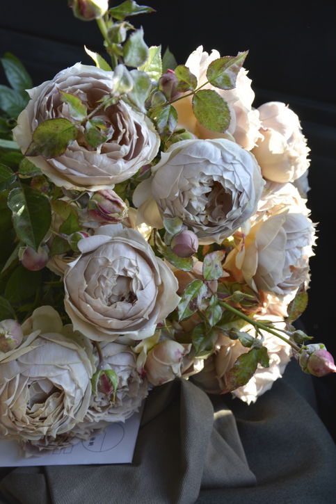 バラ大苗 ルクソール 7号 ロサ・オリエンティスプログレッシオ｜花木04