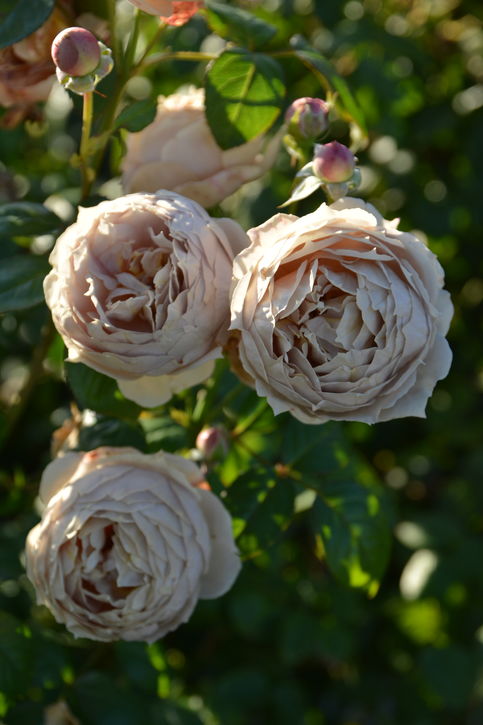 バラ大苗 ルクソール 7号 ロサ・オリエンティスプログレッシオ｜花木04