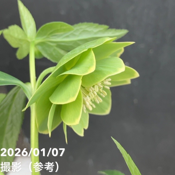 一点物】堀切園 クリスマスローズ ウィンターシンフォニー 5号角鉢