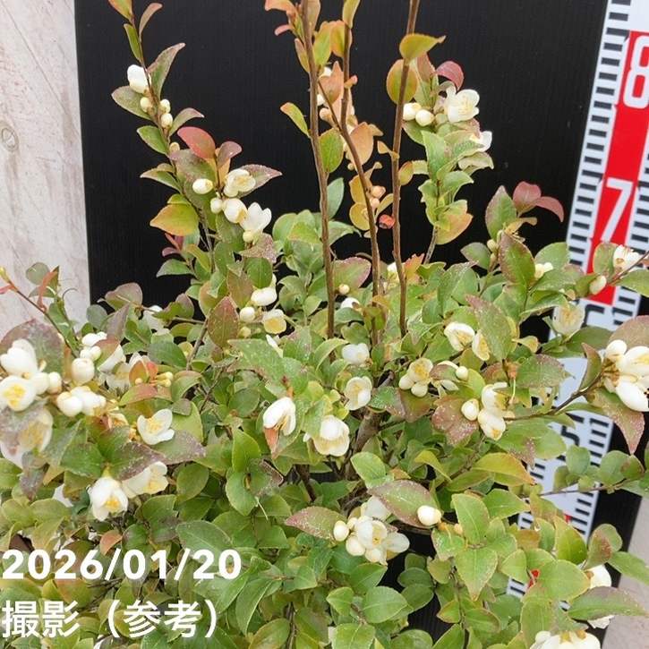 激レア！現品お届け】椿 ツバキ 6号 細葉連芯茶 MN3［こだわりの前田