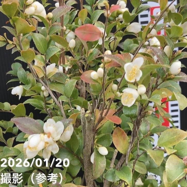 激レア！現品お届け】椿 ツバキ 6号 細葉連芯茶 MN3［こだわりの前田