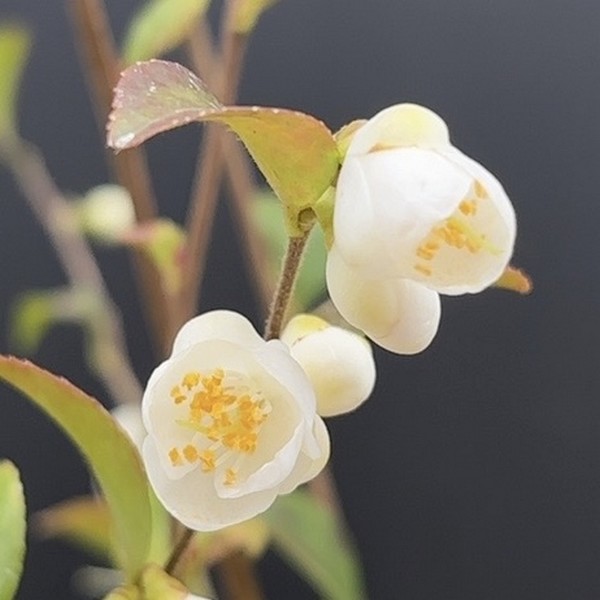 ツバキ 細葉連芯茶