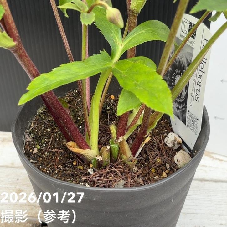 一点物】広瀬園芸 クリスマスローズ 5号（HR2）｜山野04-PA | 草花