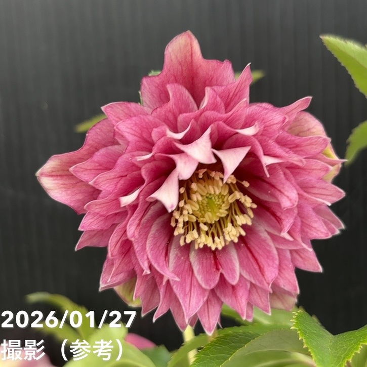 一点物】広瀬園芸 クリスマスローズ 5号（HR2）｜山野04-PA | 草花