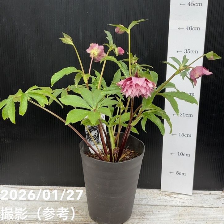 一点物】広瀬園芸 クリスマスローズ 5号（HR2）｜山野04-PA | 草花