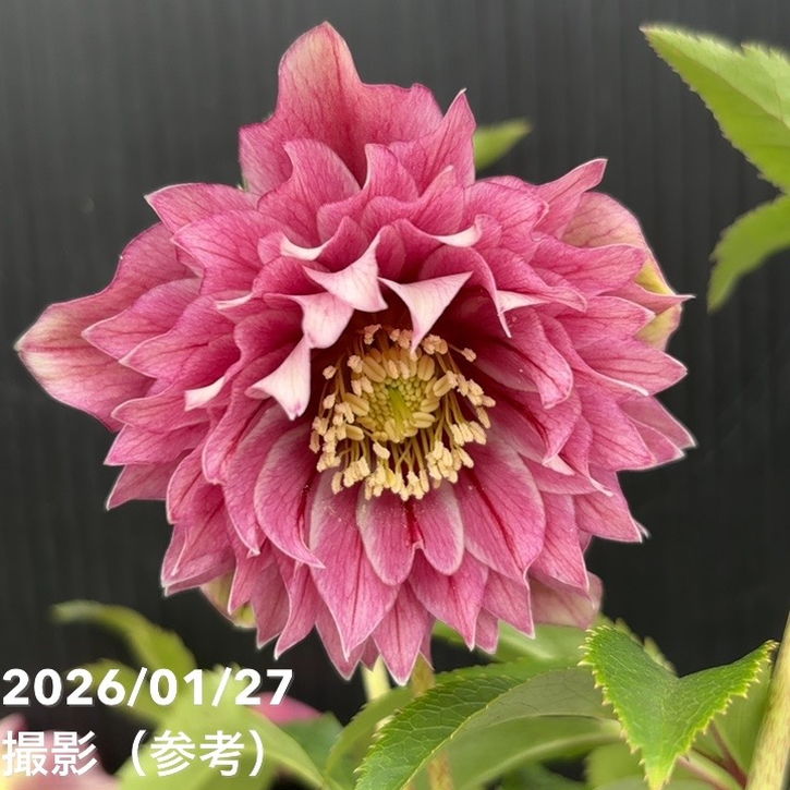 一点物】広瀬園芸 クリスマスローズ 5号（HR2）｜山野04-PA | 草花