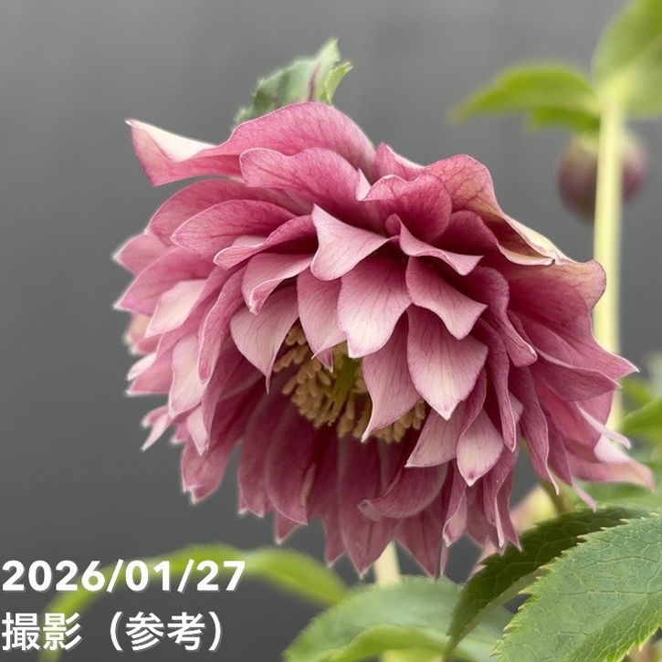 一点物】広瀬園芸 クリスマスローズ 5号（HR2）｜山野04-PA | 草花