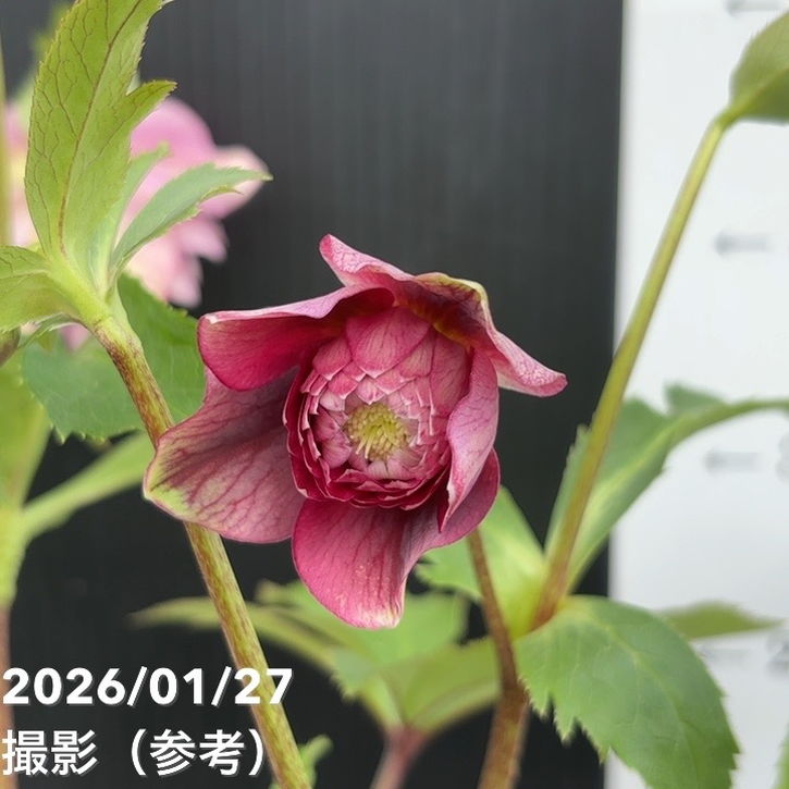 一点物】広瀬園芸 クリスマスローズ 5号（HR2）｜山野04-PA | 草花