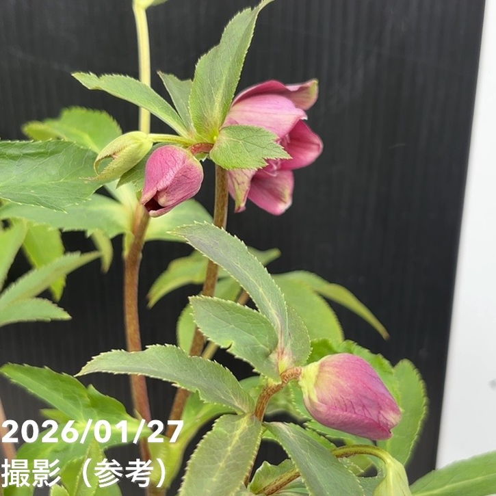 一点物】広瀬園芸 クリスマスローズ 5号（HR2）｜山野04-PA | 草花