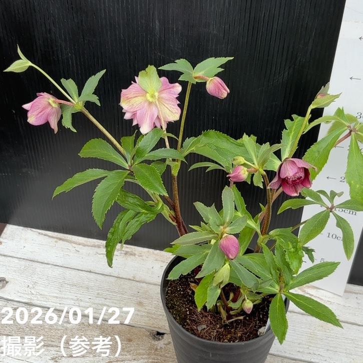 一点物】広瀬園芸 クリスマスローズ 5号（HR2）｜山野04-PA | 草花
