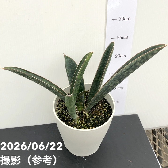 決算P5倍！10%OFF！8/2まで】【現品お届け】サンスベリア 5号 ベース