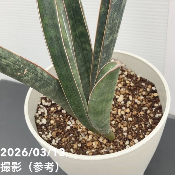 現品お届け】サンスベリア 5号 ベースボールバット プラ鉢（S243