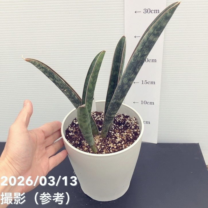 現品お届け】サンスベリア 5号 ベースボールバット プラ鉢（S243