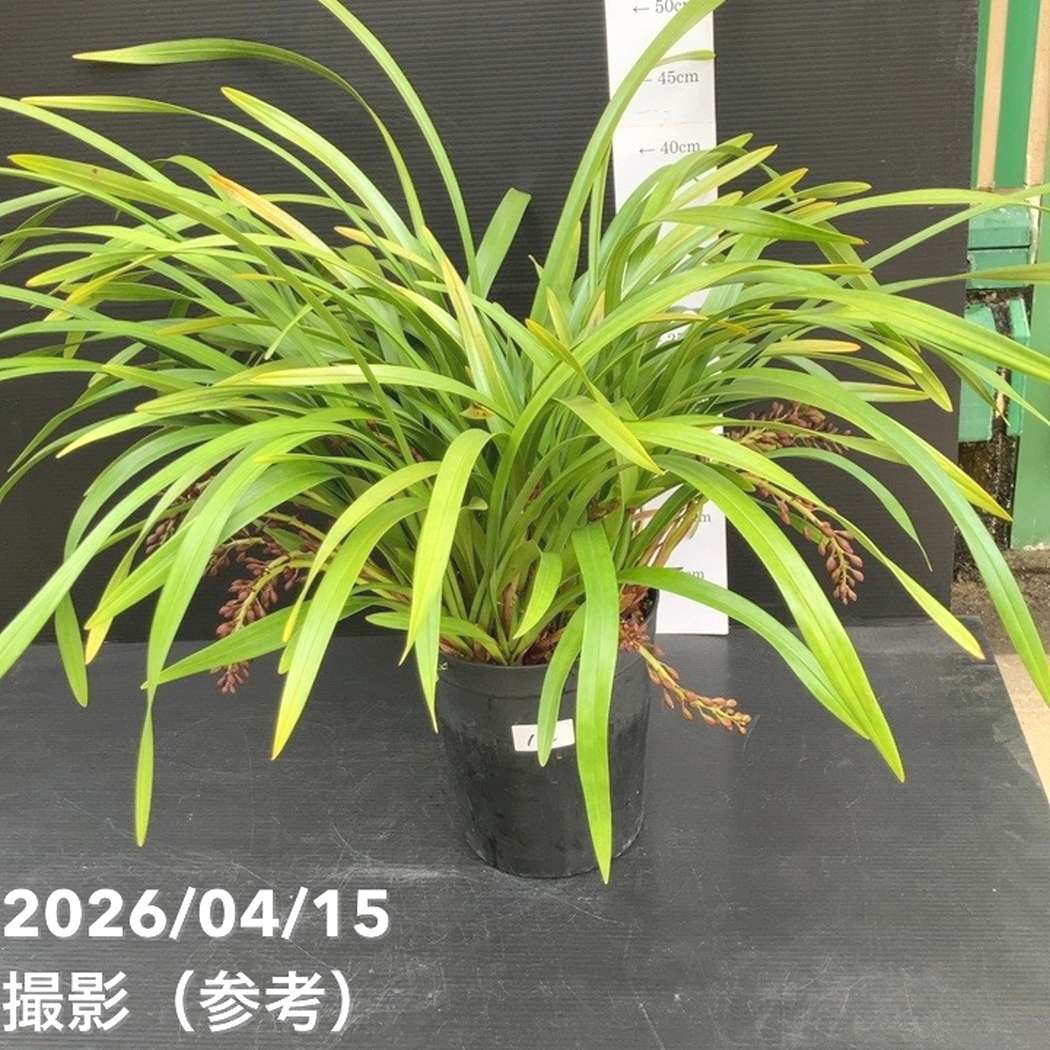 <花芽12個>キンリョウヘン 6号(品種不明)|ミツバチ蘭|洋蘭10-TU