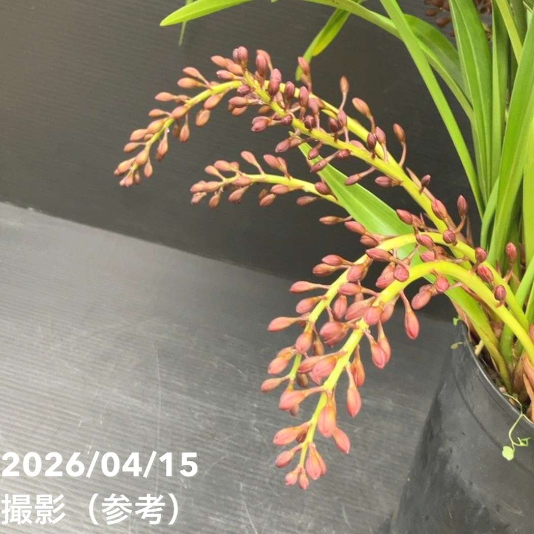 <花芽12個>キンリョウヘン 6号(品種不明)|ミツバチ蘭|洋蘭10-TU