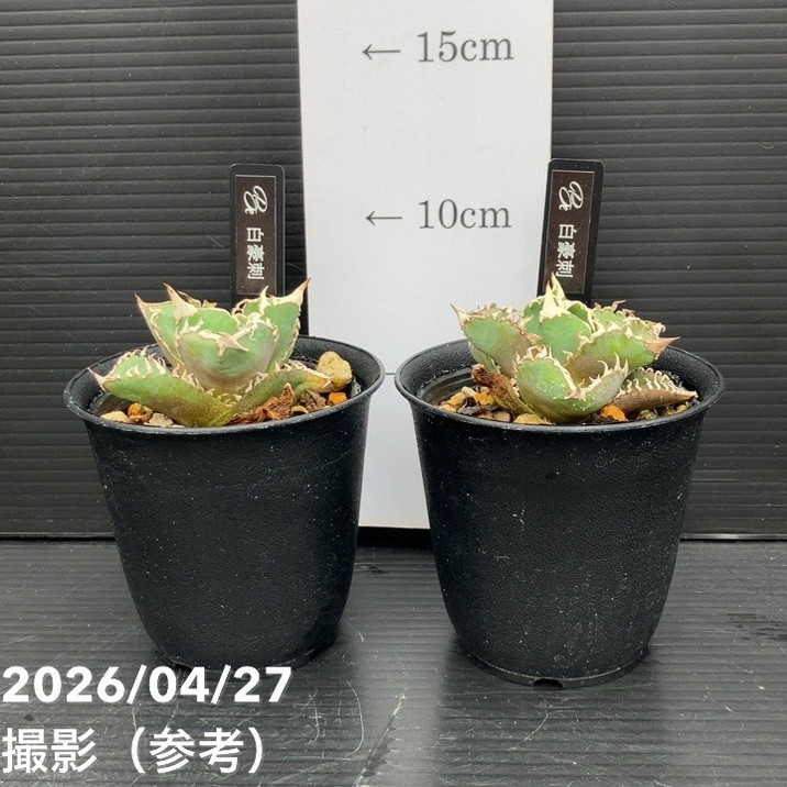 アガベ 2.5号 白豪刺｜観葉10-TU | 観葉・多肉,アガベ | 赤塚植物園