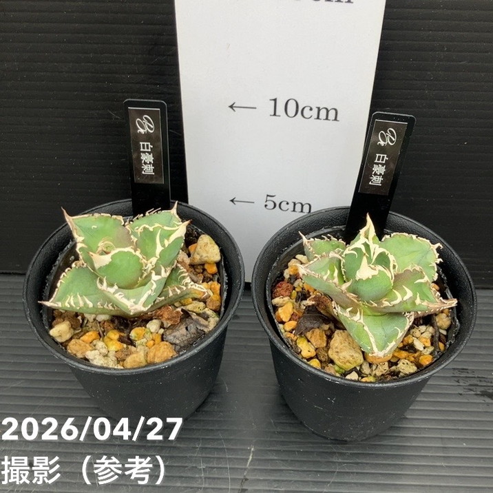 アガベ 2.5号 白豪刺｜観葉10-TU | 観葉・多肉,アガベ | 赤塚植物園
