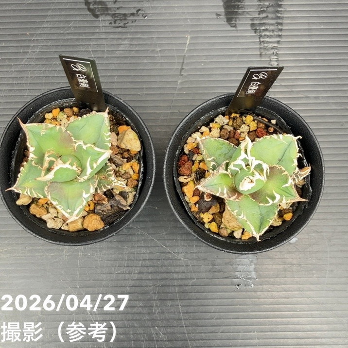 アガベ 2.5号 白豪刺｜観葉10-TU | 観葉・多肉,アガベ | 赤塚植物園