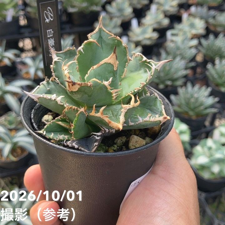 アガベ 2.5号 白豪刺|観葉10-TU