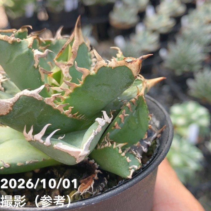 アガベ 2.5号 白豪刺｜観葉10-TU | 観葉・多肉,アガベ | 赤塚植物園