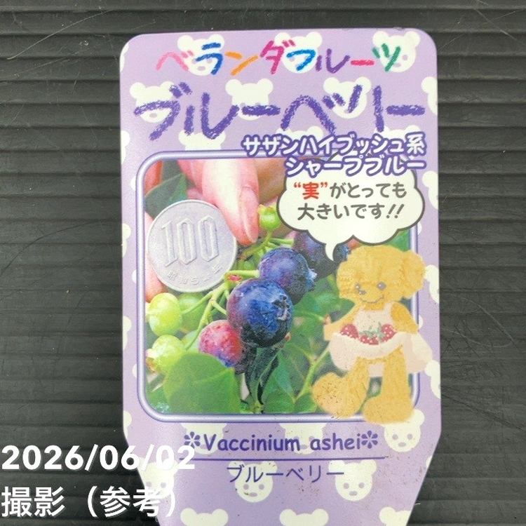 ブルーベリー サザンハイブッシュ系 シャープブルー 5号｜果樹10-TU