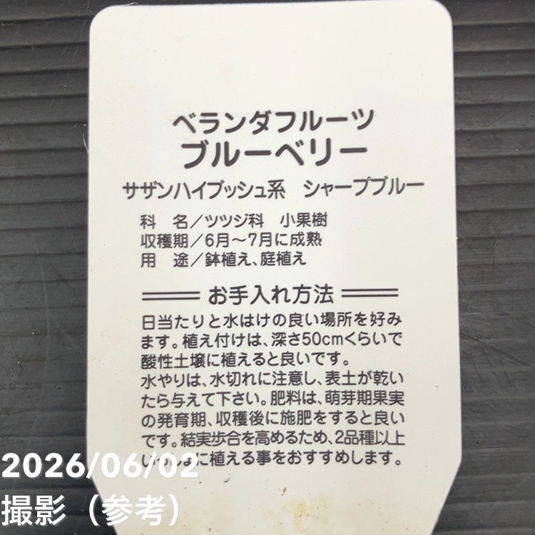 【65周年記念セール】ブルーベリー サザンハイブッシュ系 シャープブルー 5号|果樹10-TU