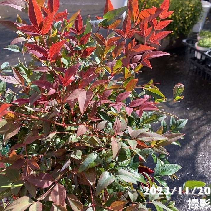 ナンテン オブセス 5号｜花木04-PA | 花木・庭木 | 赤塚植物園