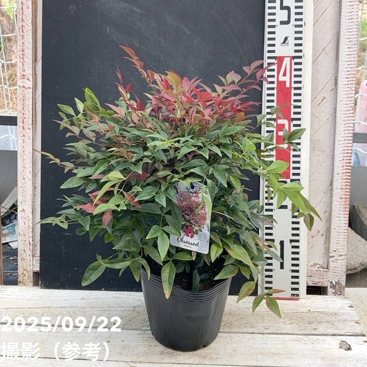 ナンテン オブセス 5号｜花木04-PA | 花木・庭木 | 赤塚植物園