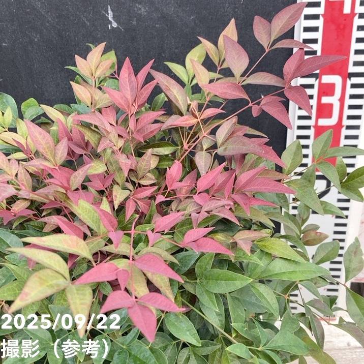 ナンテン オブセス 5号｜花木04-PA | 花木・庭木 | 赤塚植物園