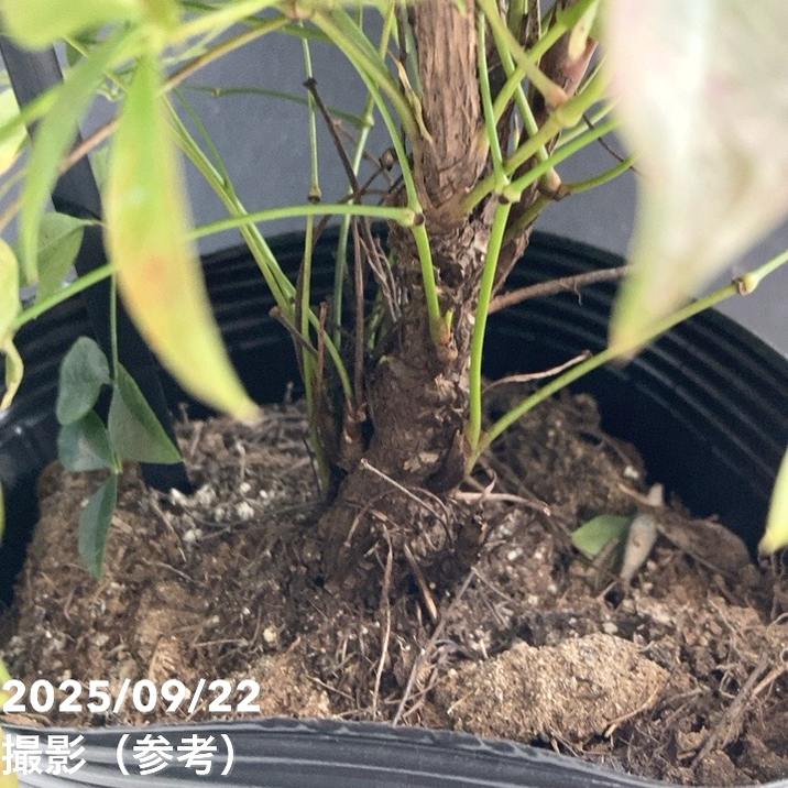 ナンテン オブセス 5号｜花木04-PA | 花木・庭木 | 赤塚植物園