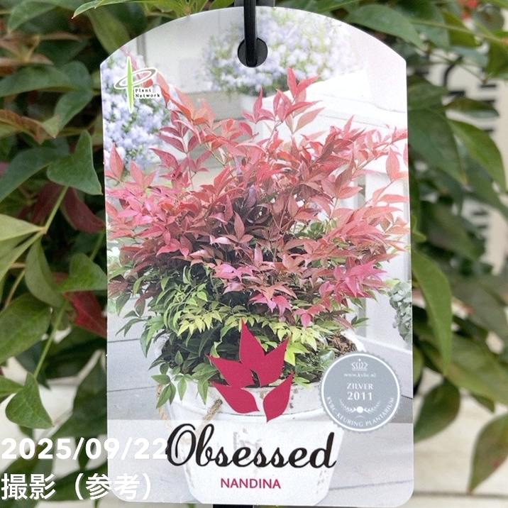 ナンテン オブセス 5号｜花木04-PA | 花木・庭木 | 赤塚植物園