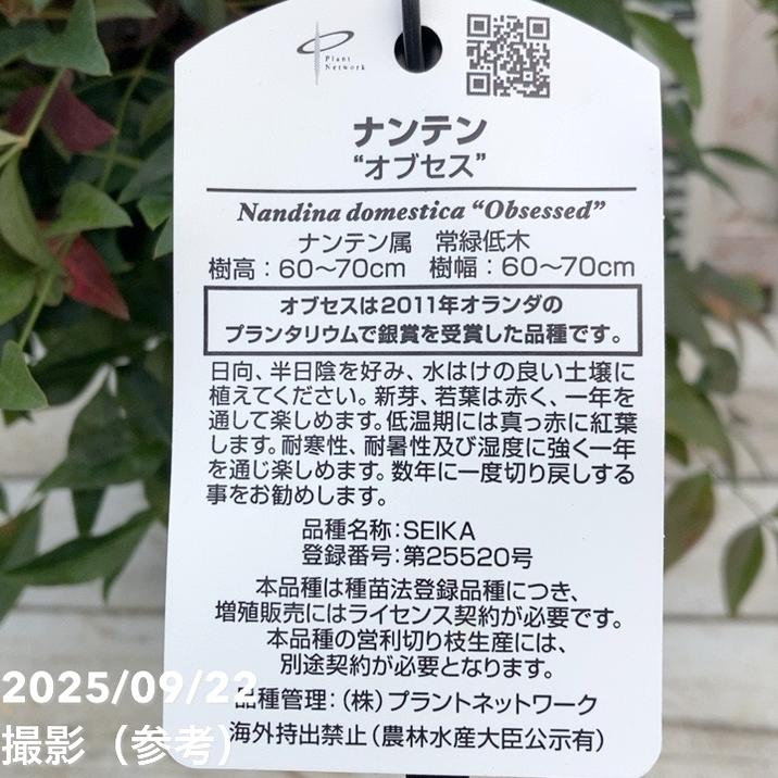 ナンテン オブセス 5号｜花木04-PA | 花木・庭木 | 赤塚植物園