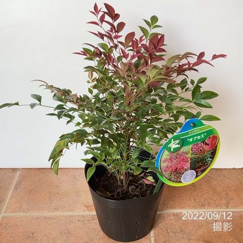 ‬*☆様 【O’s PLANTS】藤色天女【札付き】群生 ナンテン オブセス 5号｜花木04-PA | 花木・庭木 | 赤塚植物園