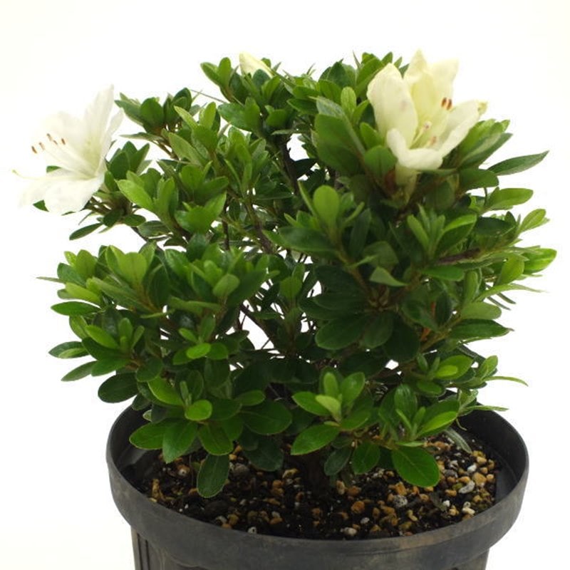 サツキ 博多サツキ 4号×3株セット｜花木10-AK | 花木・庭木,サツキ