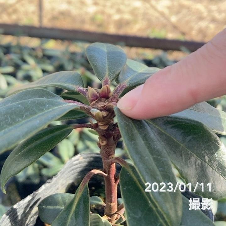 シャクナゲ スーパーローディー 3.5号 ウェディングブーケ|花木01-D1