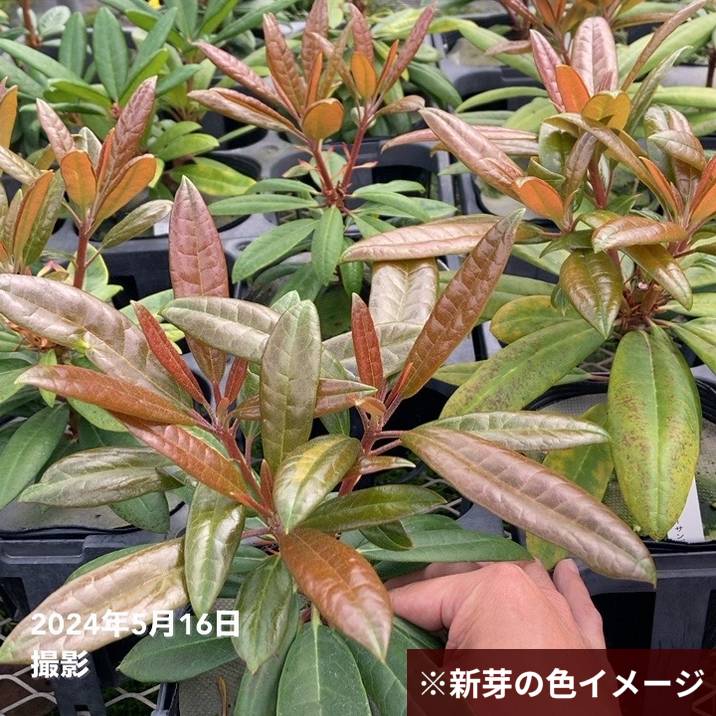 シャクナゲ スーパーローディー 6号 ストロベリーサンデー｜花木01-D1