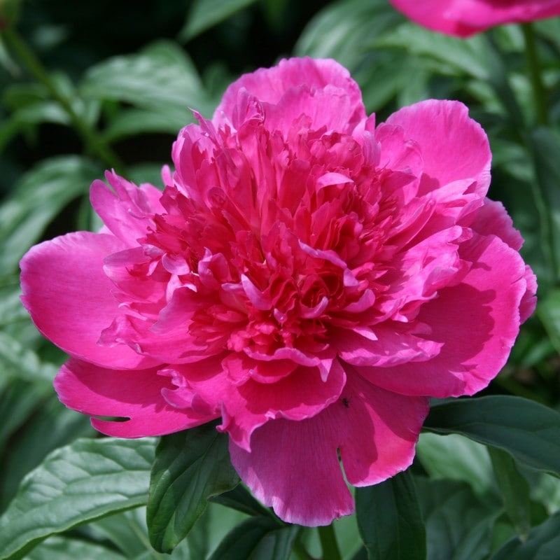 芍薬 シャクヤク 7号 ゼネラルマックホーン｜草花10-TU | 草花,芍薬