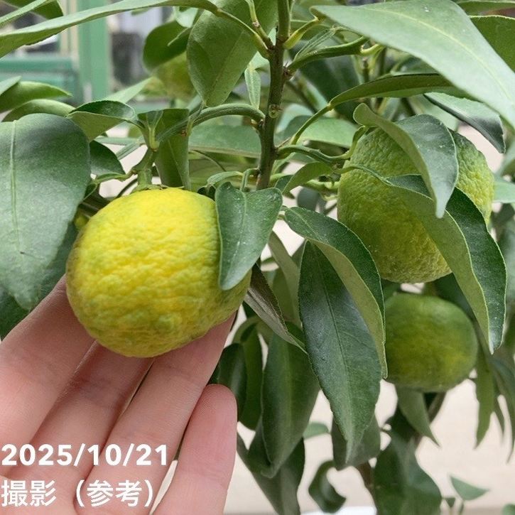 実付き柑橘＞かぼす 7号｜柑橘｜果樹10-TU | 果樹,柑橘 | 赤塚植物園