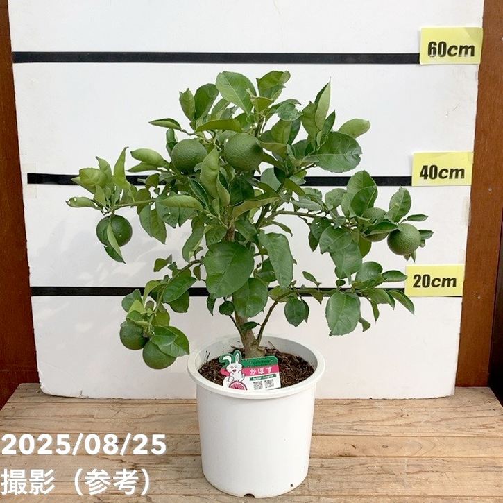 【お買い得！1/5まで】＜実付き柑橘＞カンダシトラスファームさん かぼす 7号｜柑橘｜果樹10-TU