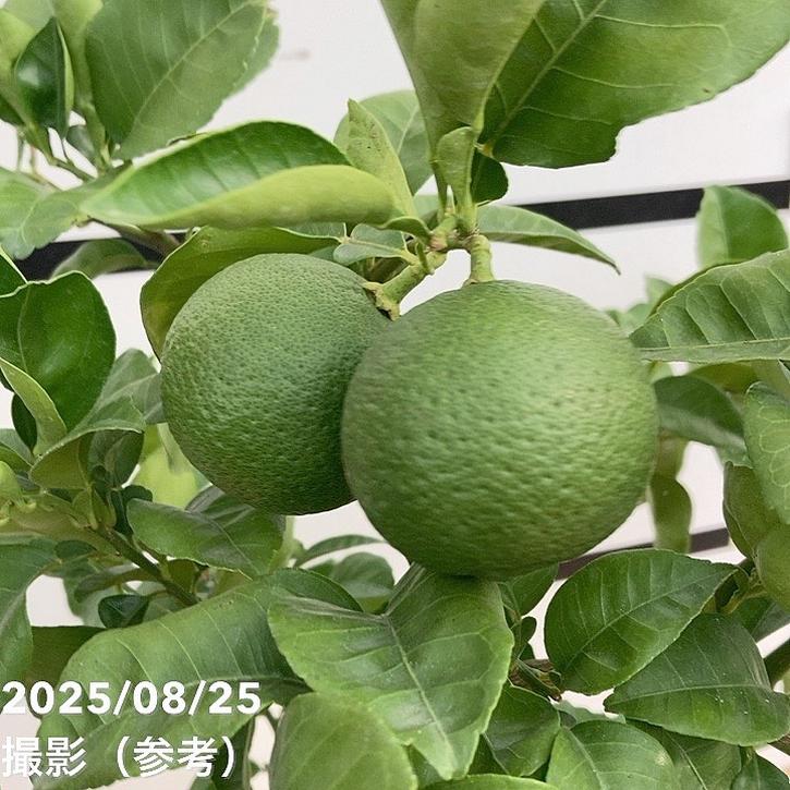 【お買い得！1/5まで】＜実付き柑橘＞カンダシトラスファームさん かぼす 7号｜柑橘｜果樹10-TU