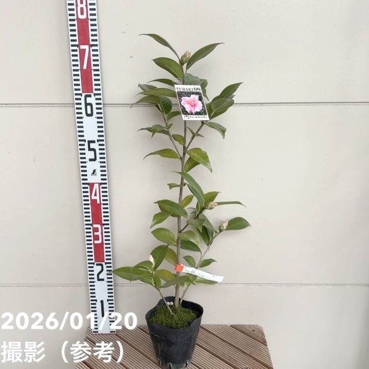 椿 ツバキ 4号 チャールスヘンティ［こだわりの前田ナーセリー苗