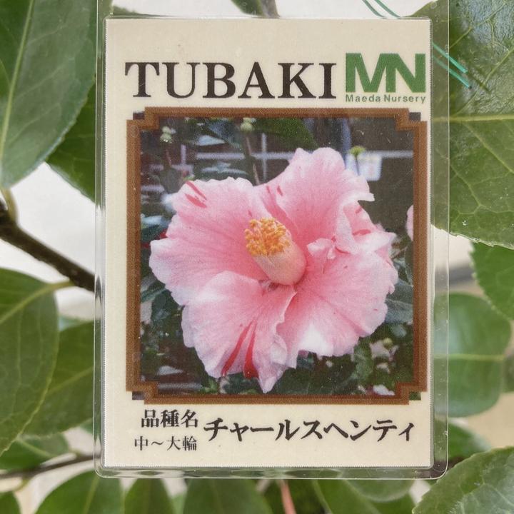 椿 ツバキ 4号 チャールスヘンティ［こだわりの前田ナーセリー苗