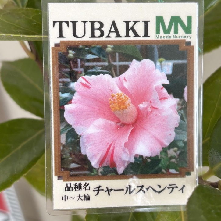 椿 ツバキ 4号 チャールスヘンティ［こだわりの前田ナーセリー苗